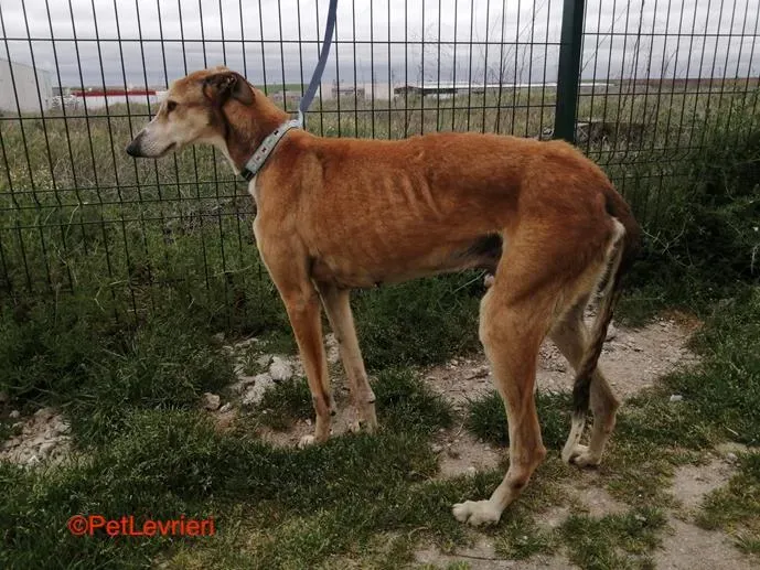 Rojo adozione levrieri galgo 3