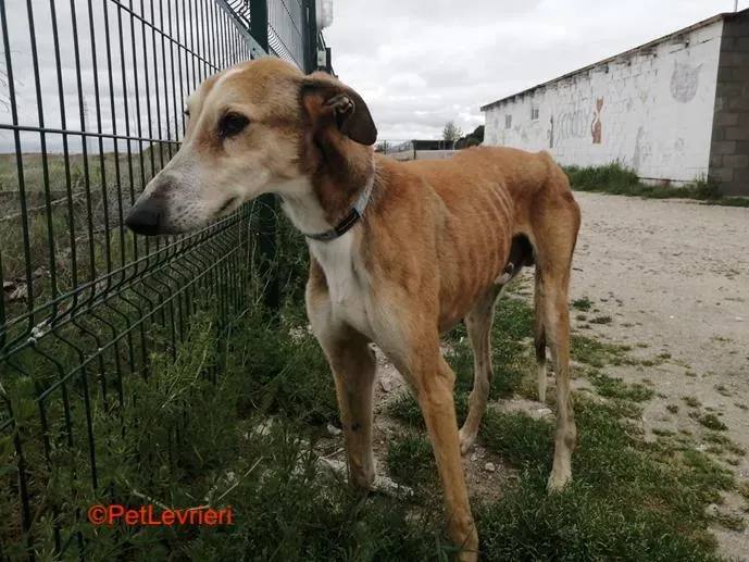 Rojo adozione levrieri galgo 4