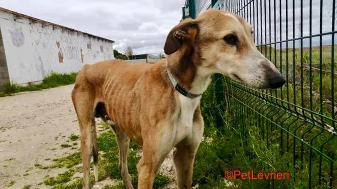 Rojo adozione levrieri galgo 5