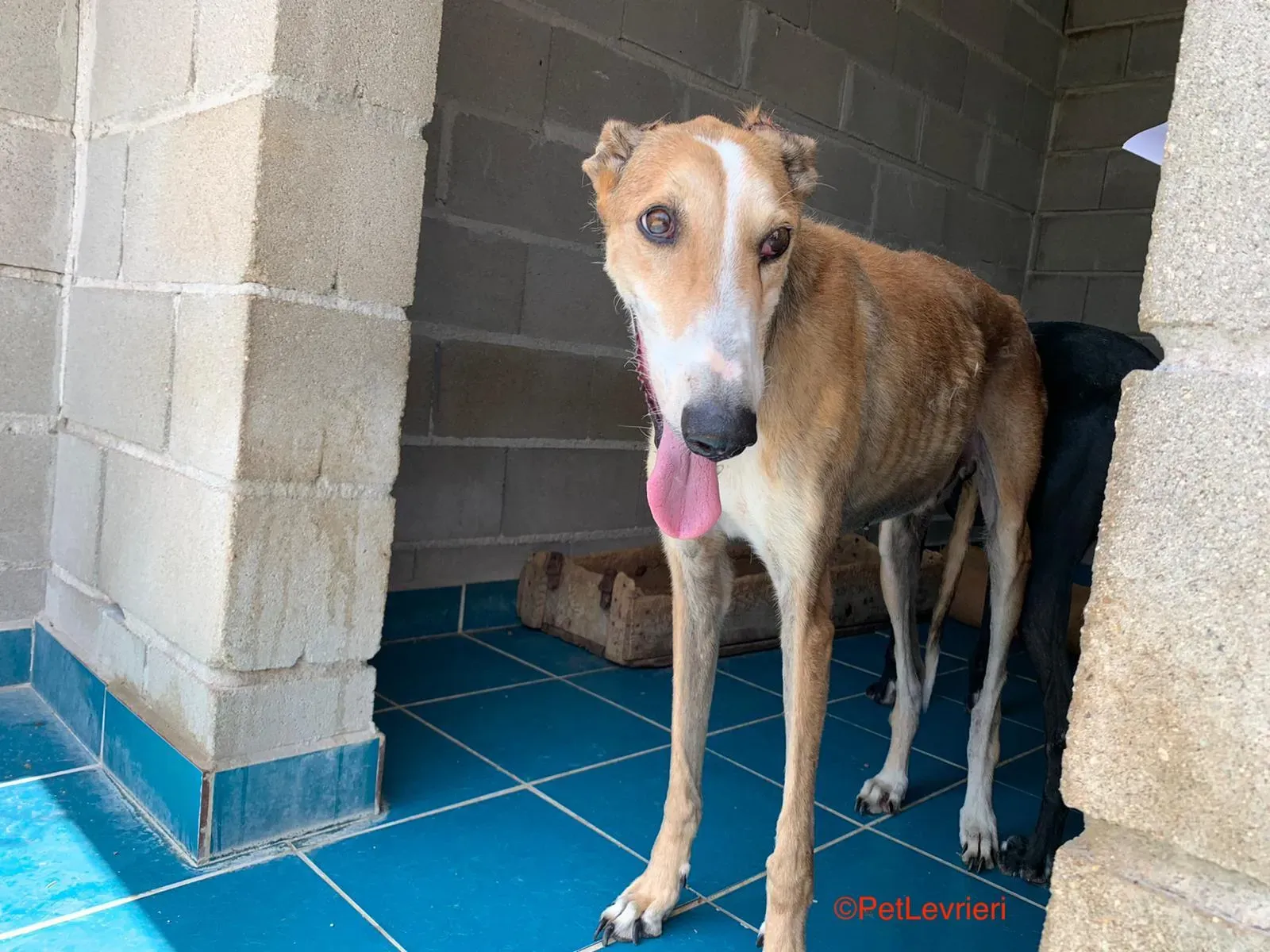 Rojo adozione levrieri galgo 5