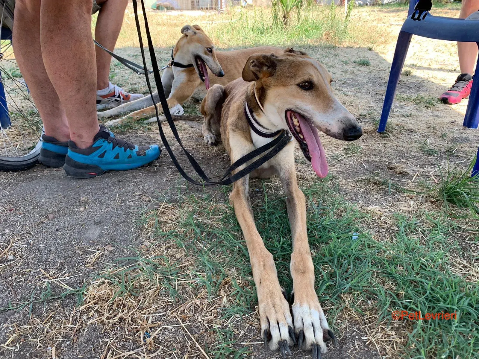 Rojo adozione levrieri galgo 6