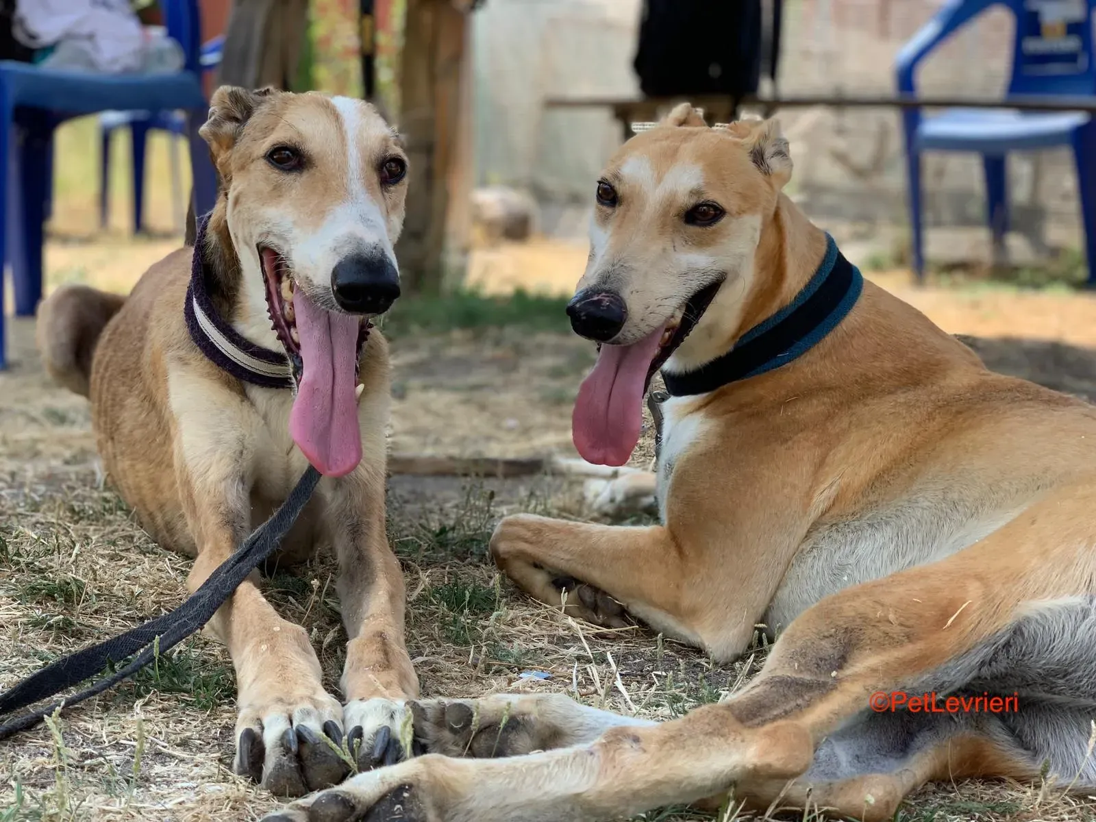 Rojo e Freddy adozione levrieri galgo 7