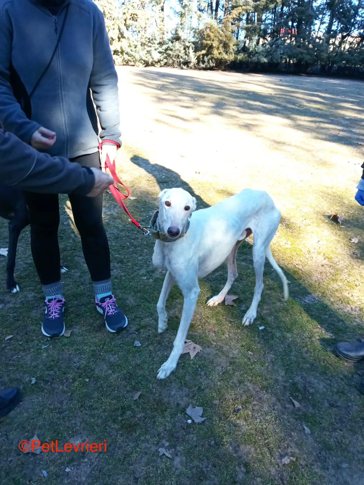 Roma adozione levrieri galgo pet levrieri onlus 1