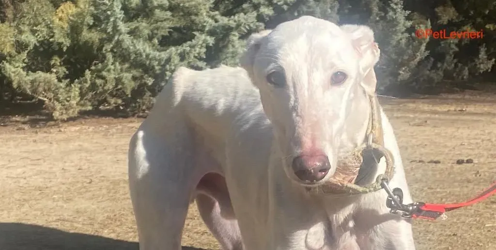 Roma adozione levrieri galgo pet levrieri onlus 2 e1680041538714