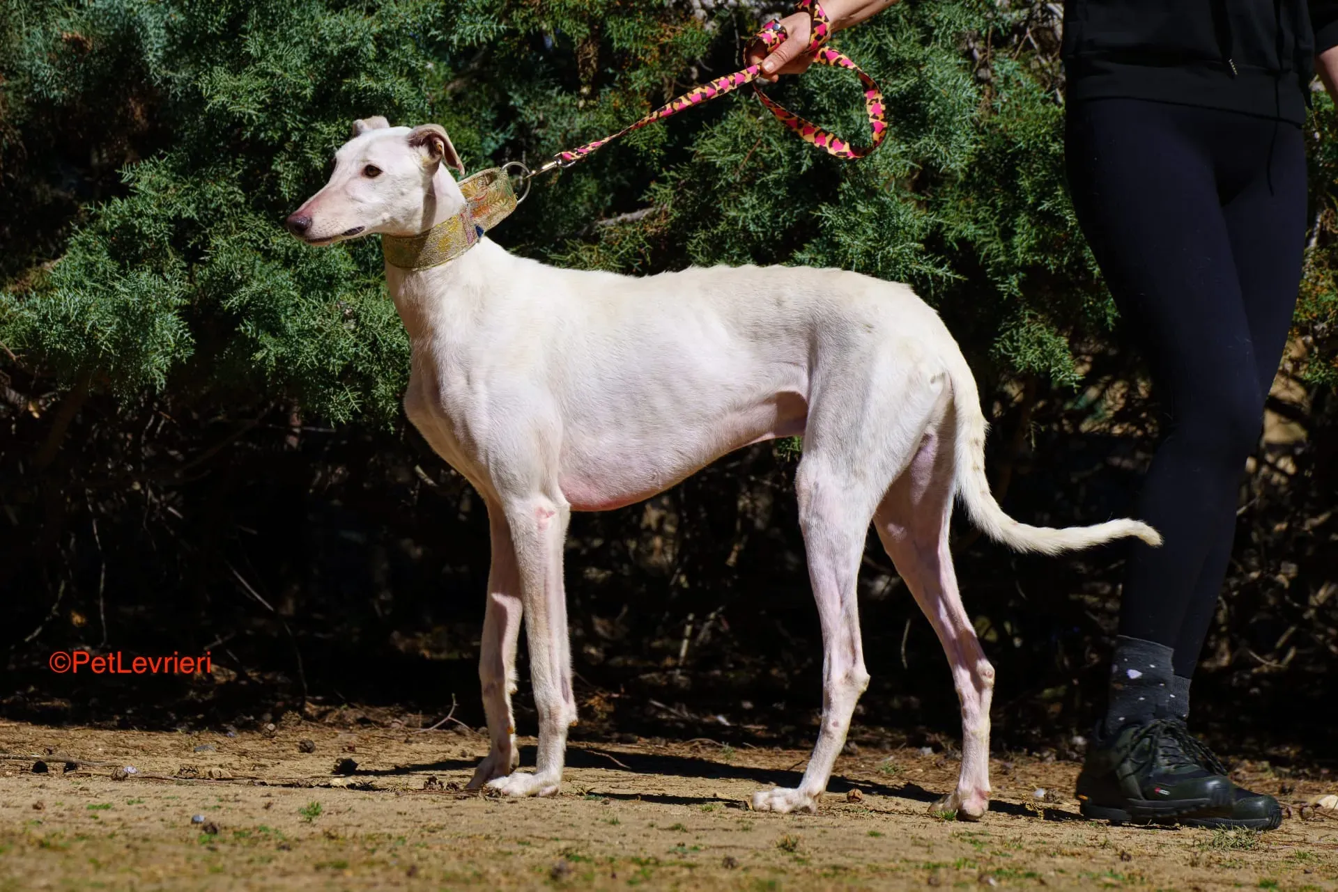 Roma adozione levrieri galgo pet levrieri onlus 3