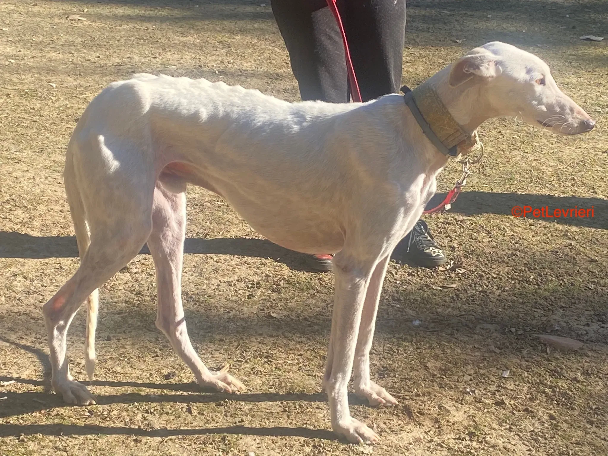 Roma adozione levrieri galgo pet levrieri onlus 4