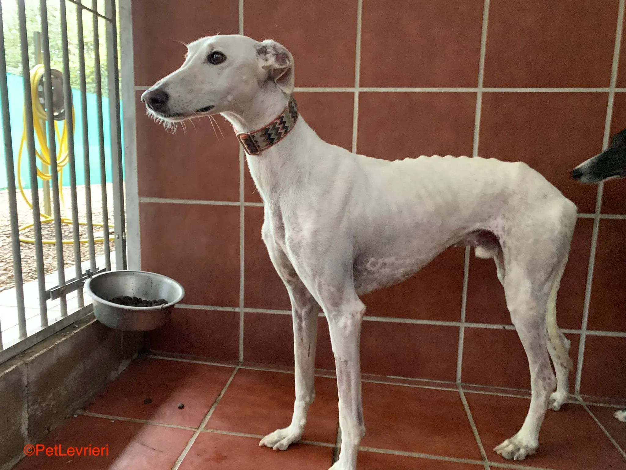 Roma adozione levrieri galgo pet levrieri onlus 5