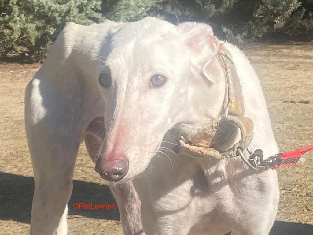 Roma adozione levrieri galgo pet levrieri onlus 6