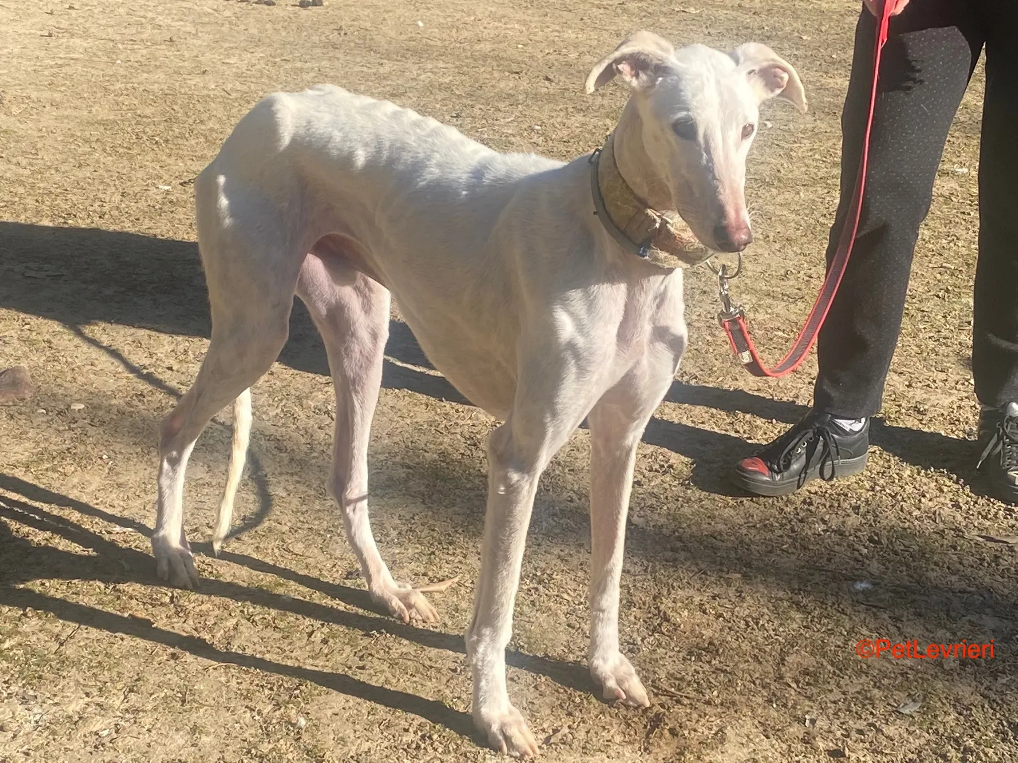 Roma adozione levrieri galgo pet levrieri onlus 7