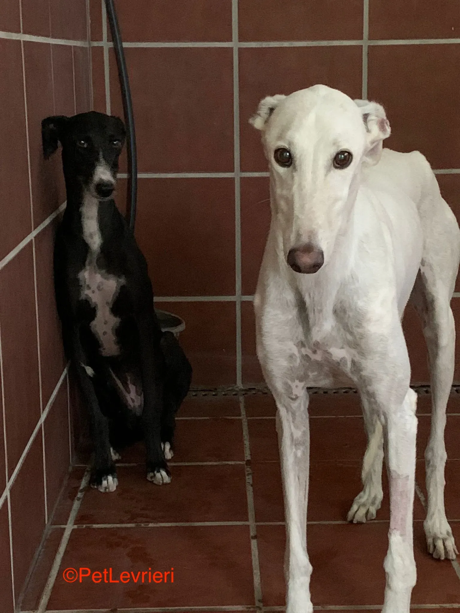 Roma adozione levrieri galgo pet levrieri onlus 8