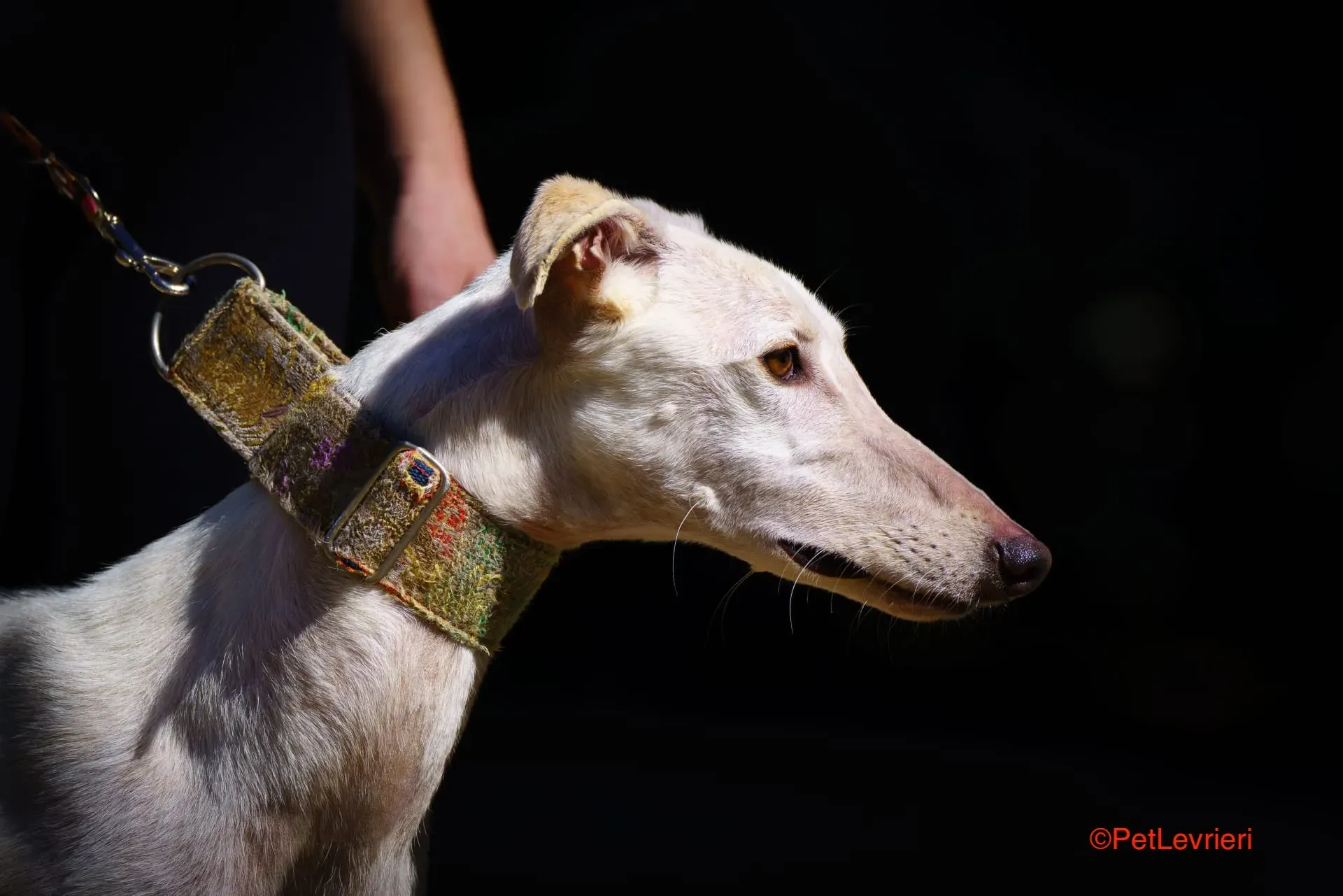 Roma adozione levrieri galgo pet levrieri onlus 9