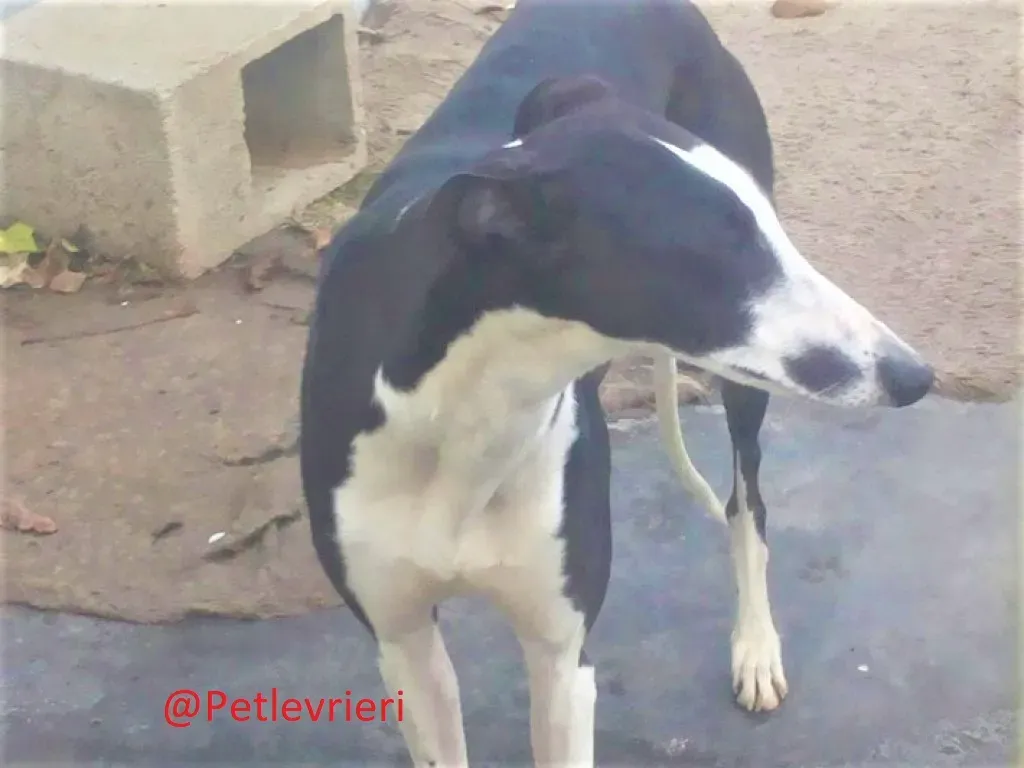 Romana adozione levrieri galgo 01 