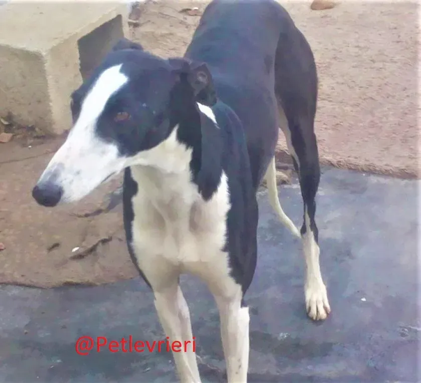 Romana adozione levrieri galgo 02