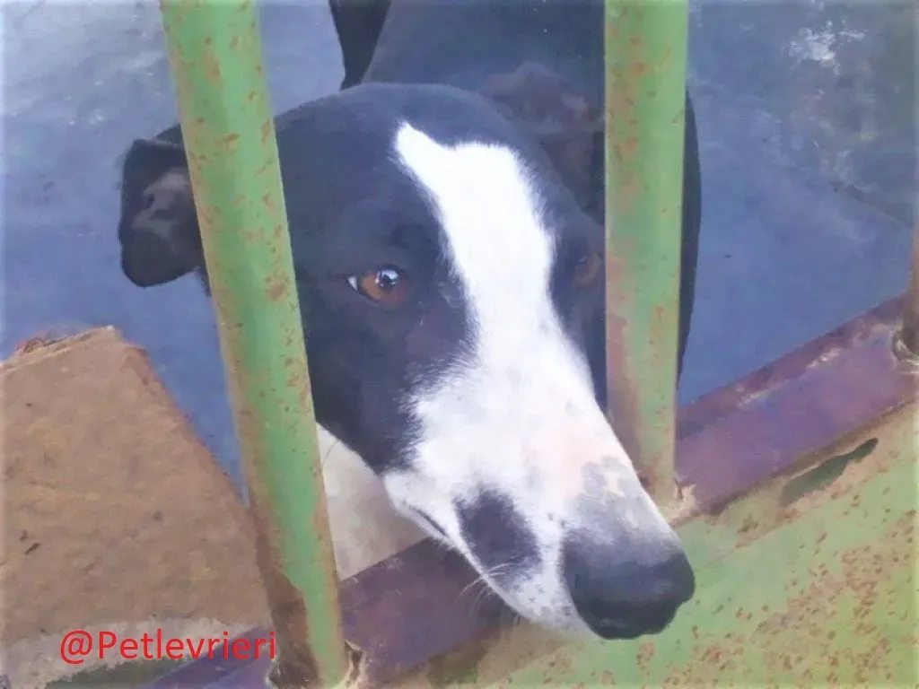 Romana adozione levrieri galgo 03