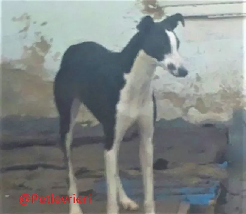 Romana adozione levrieri galgo 04