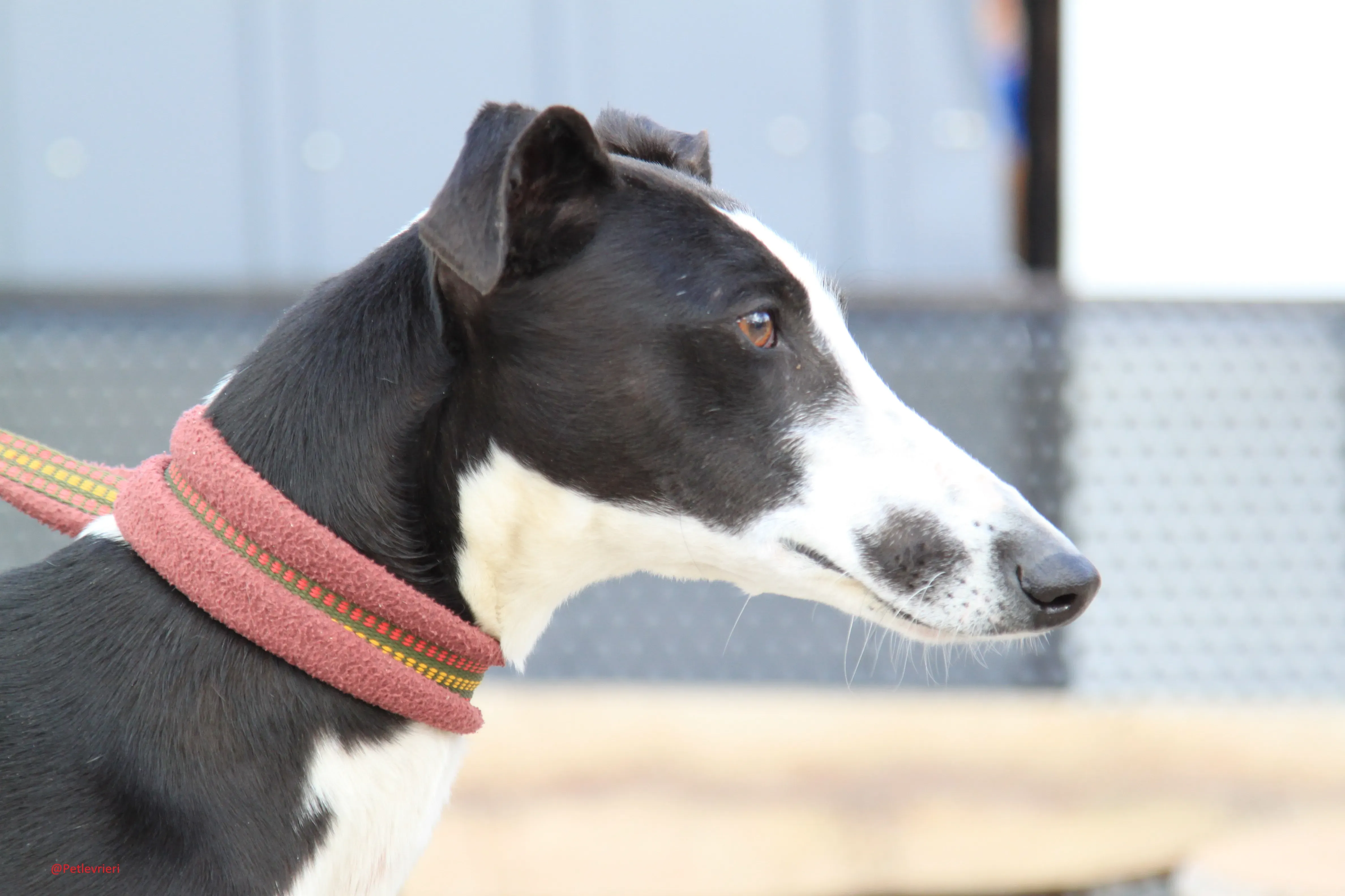 Romana adozione levrieri galgo 05