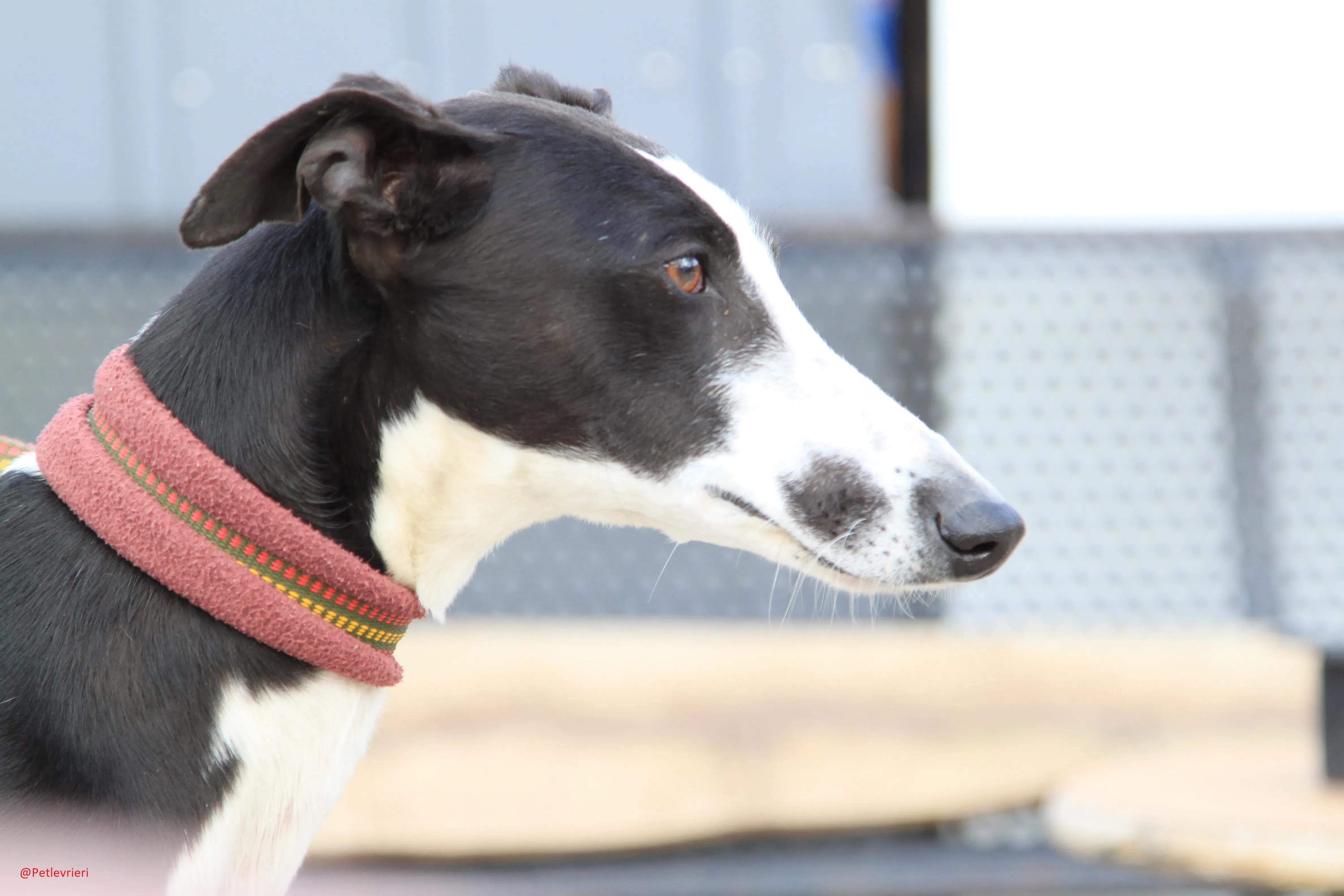 Romana adozione levrieri galgo 06