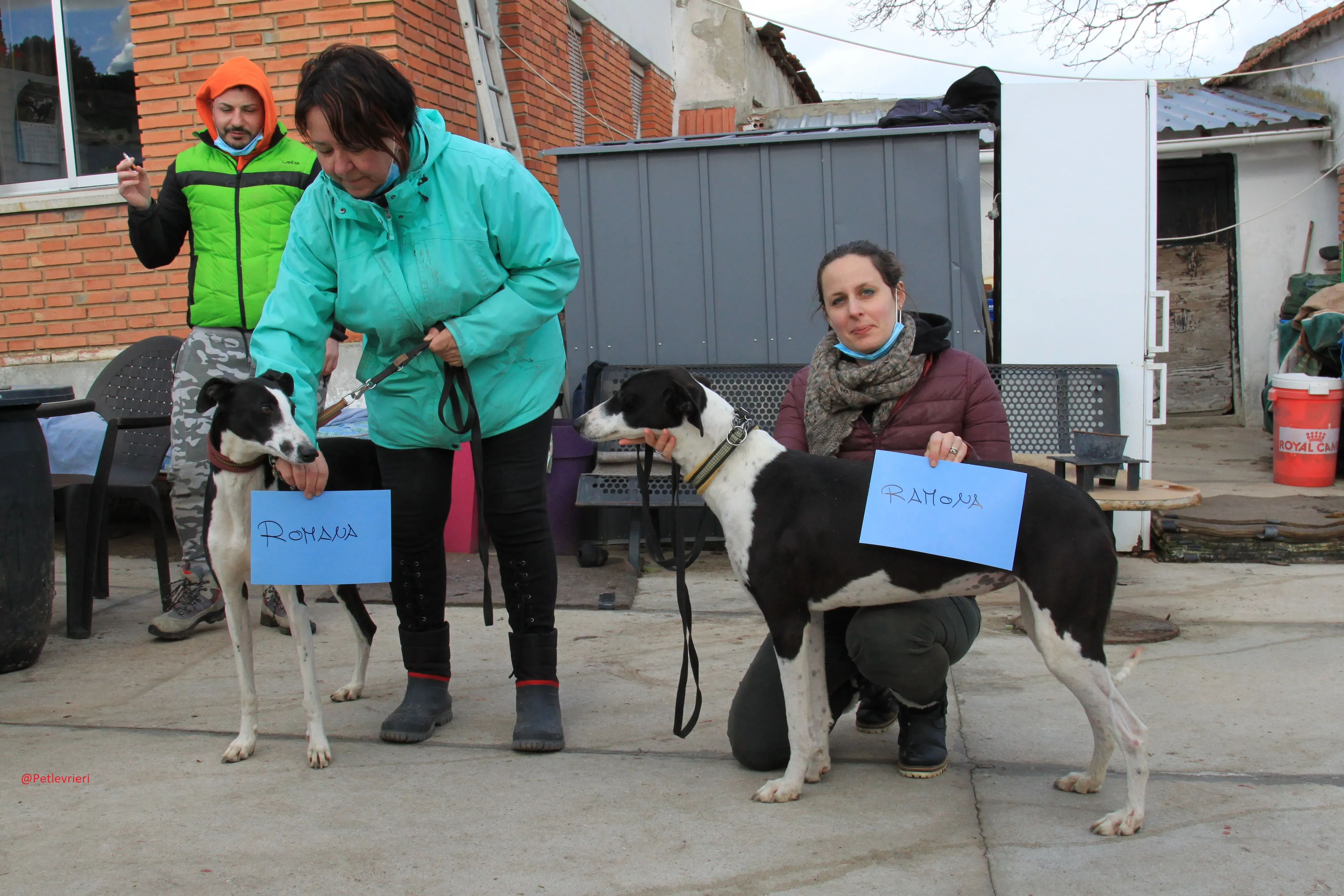 Romana adozione levrieri galgo 07