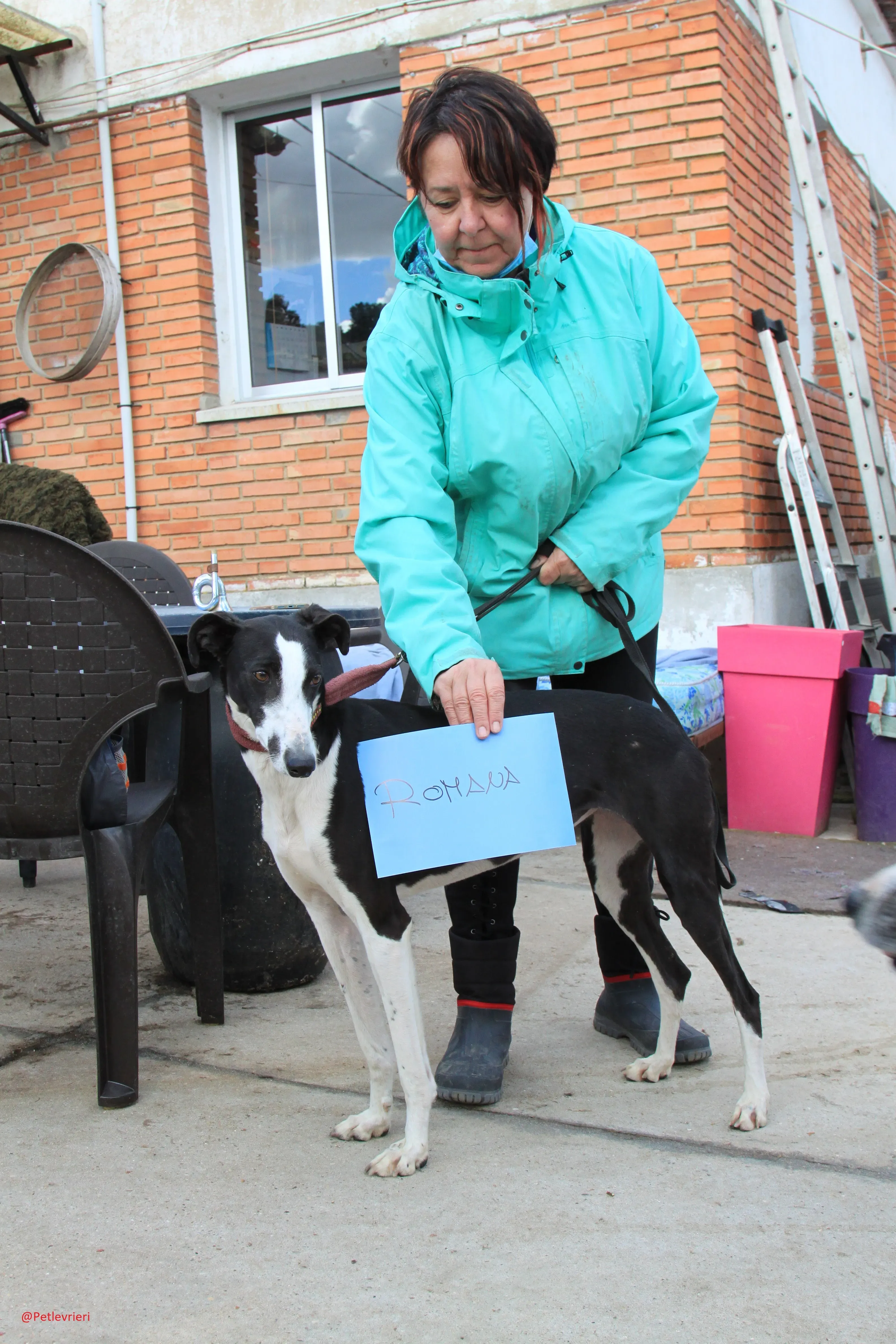 Romana adozione levrieri galgo 08