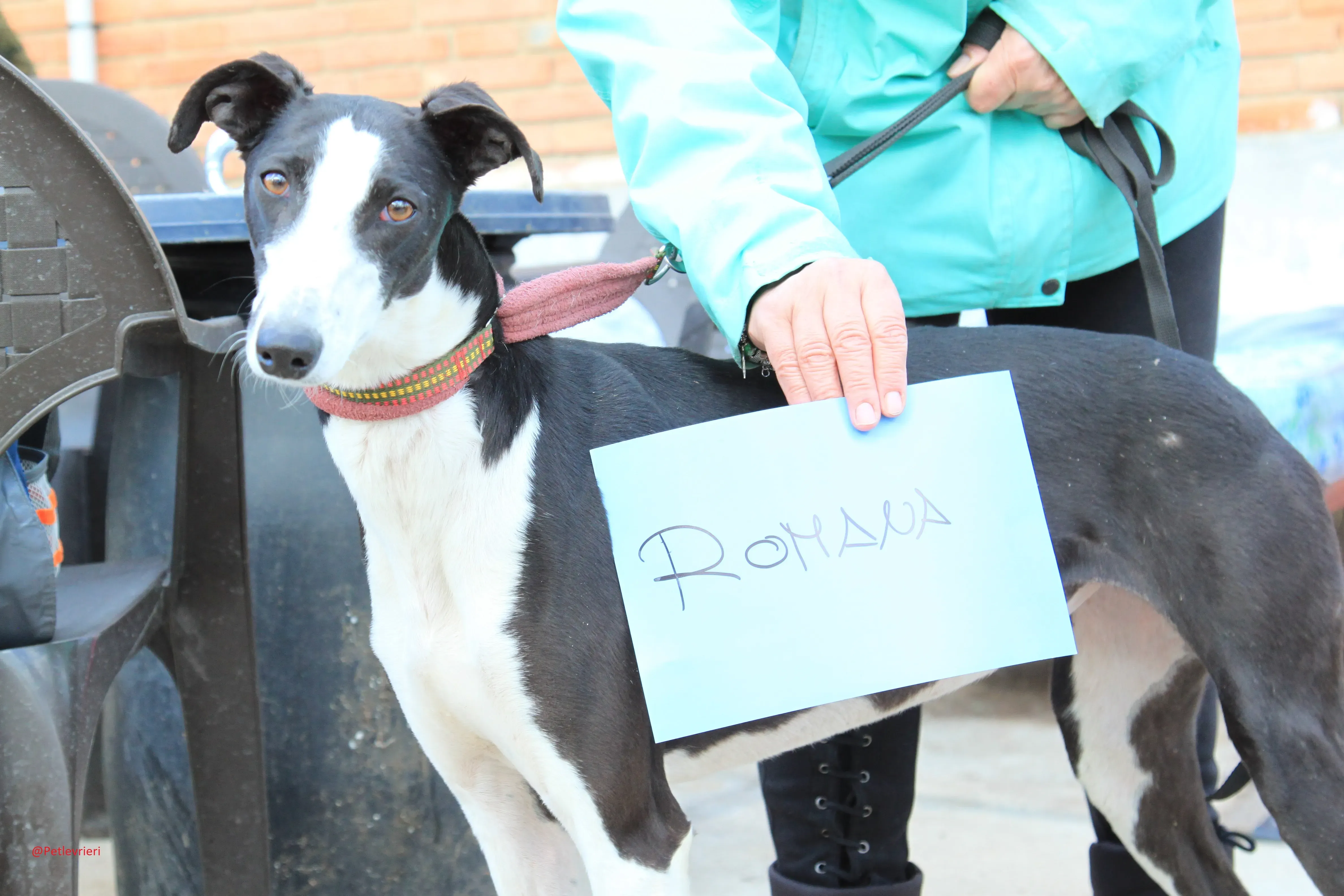 Romana adozione levrieri galgo 10