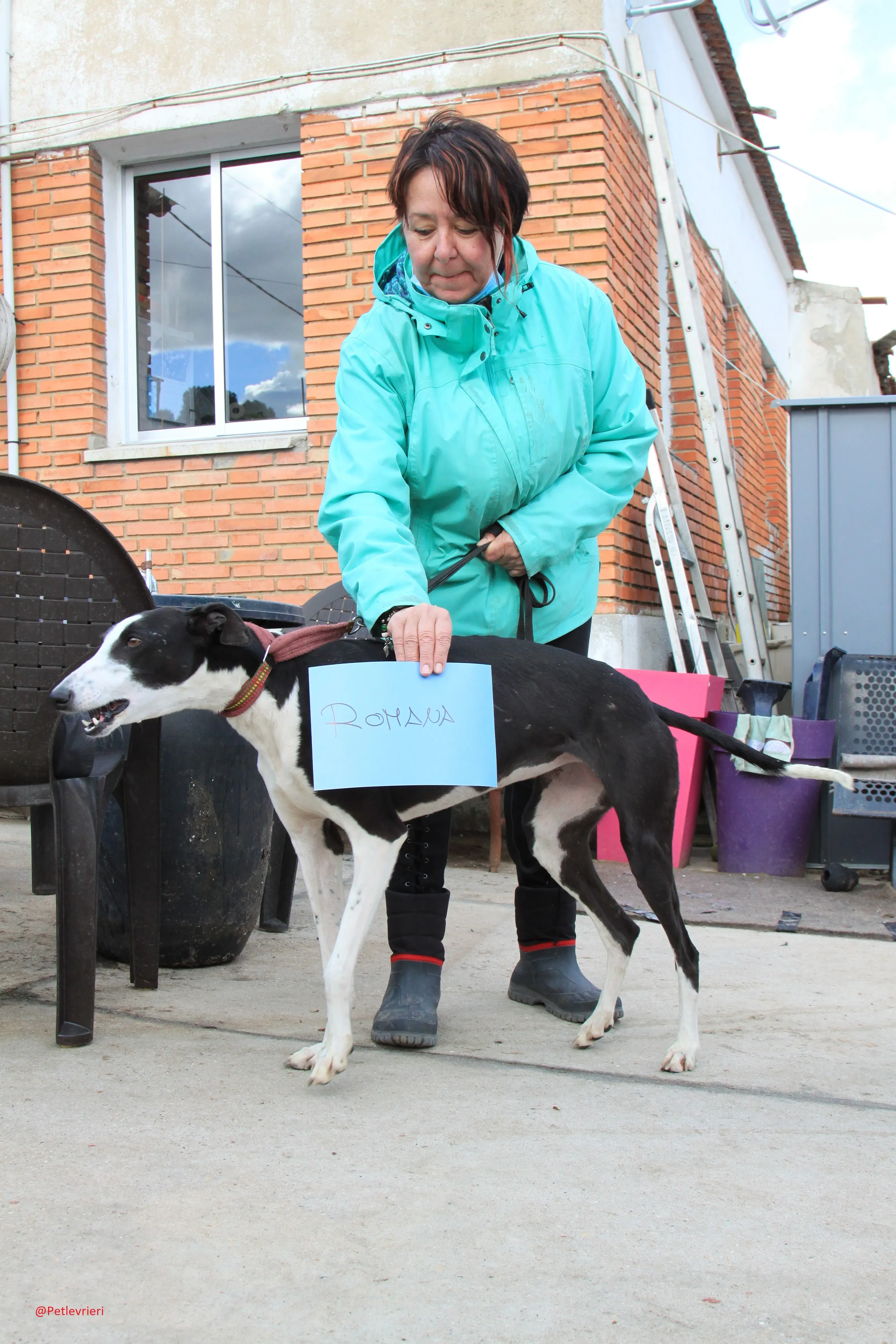 Romana adozione levrieri galgo 11