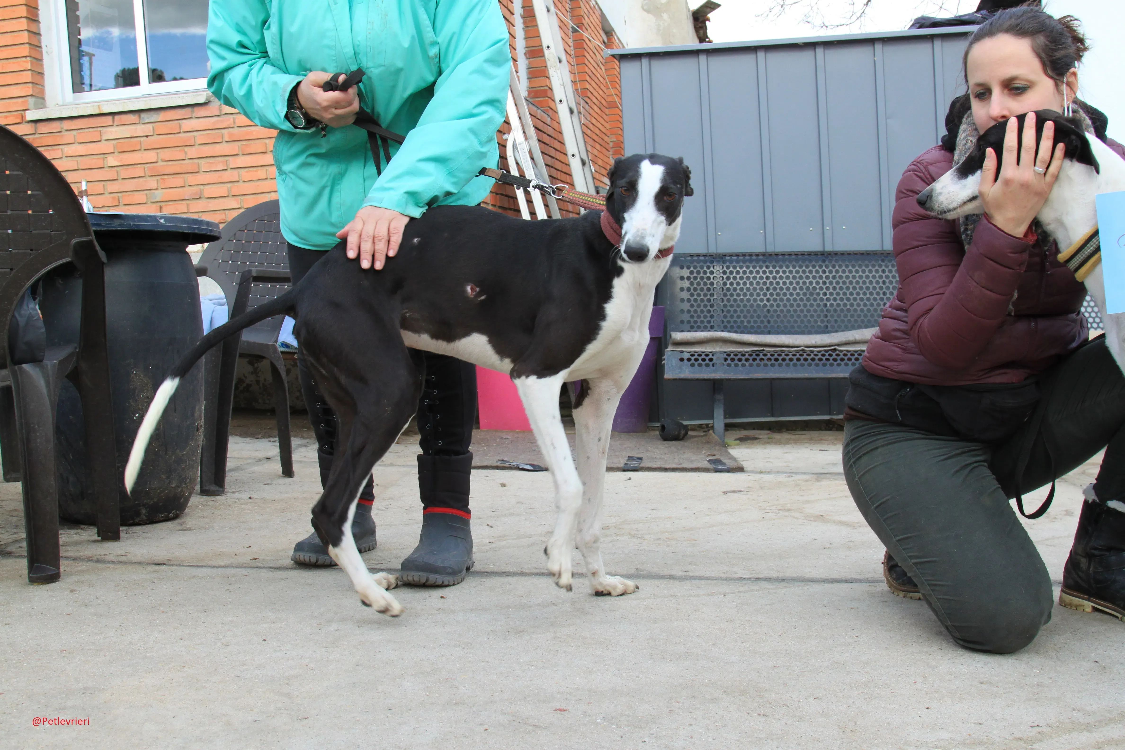 Romana adozione levrieri galgo 12