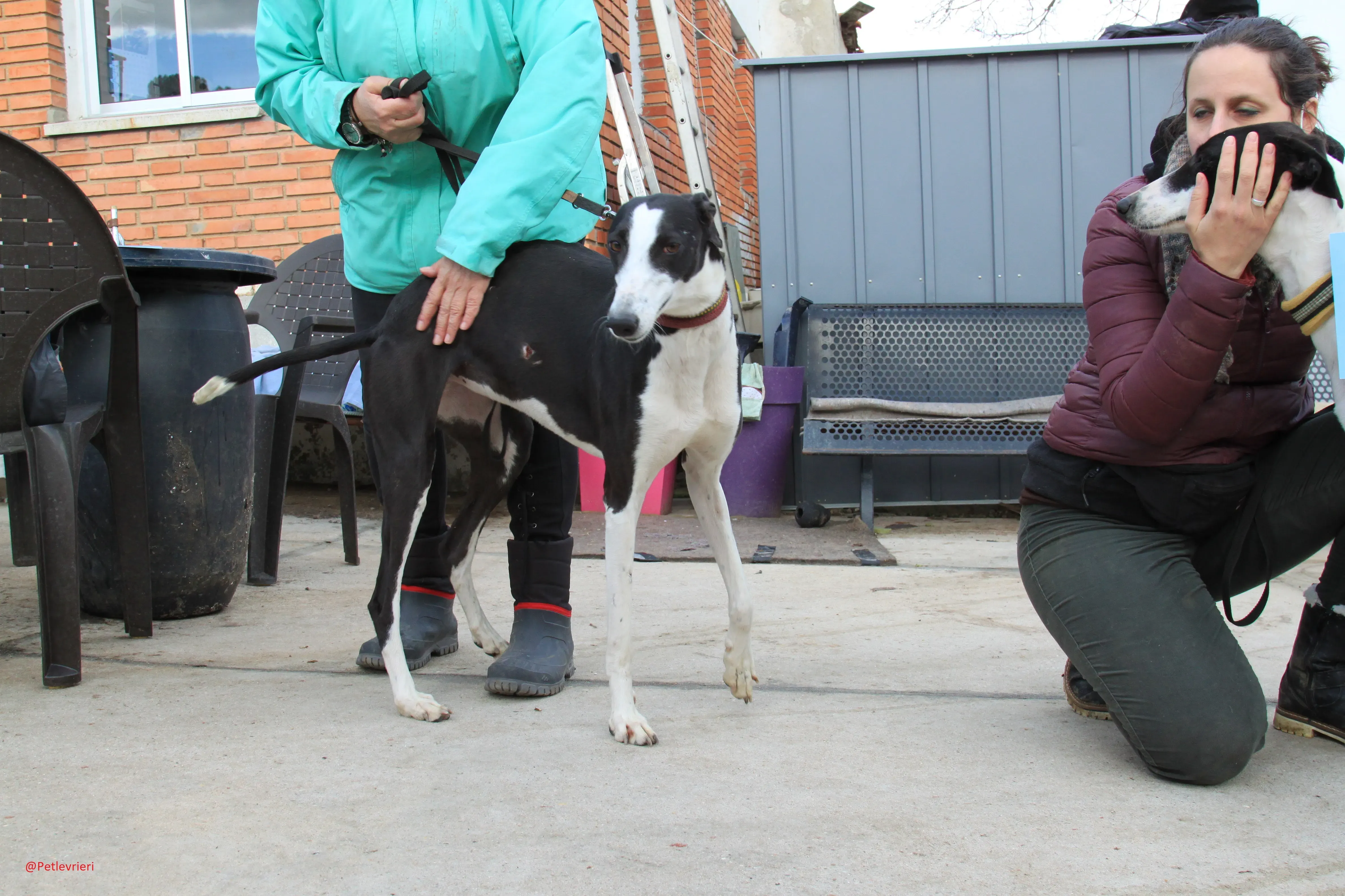 Romana adozione levrieri galgo 13