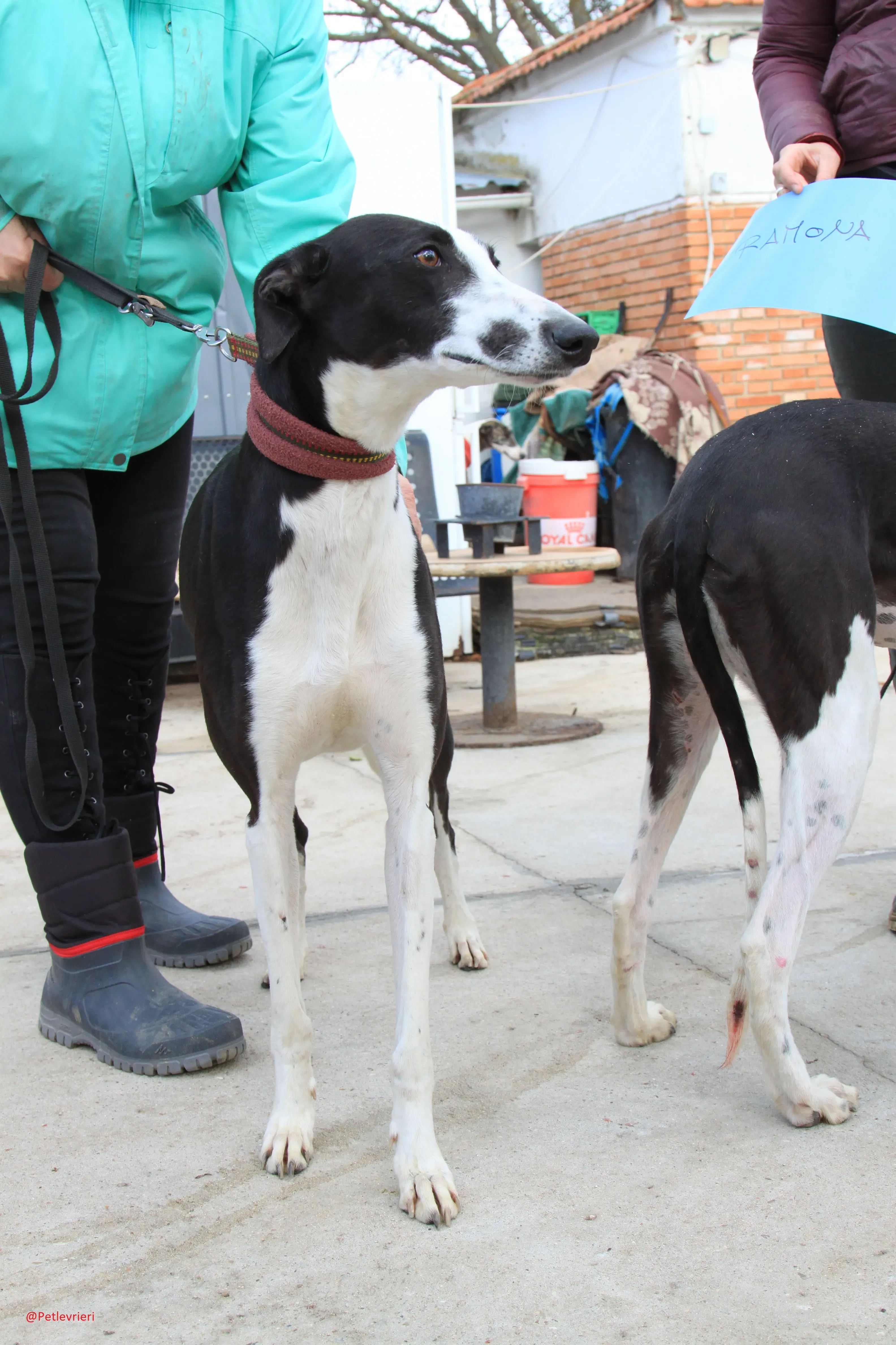 Romana adozione levrieri galgo 14