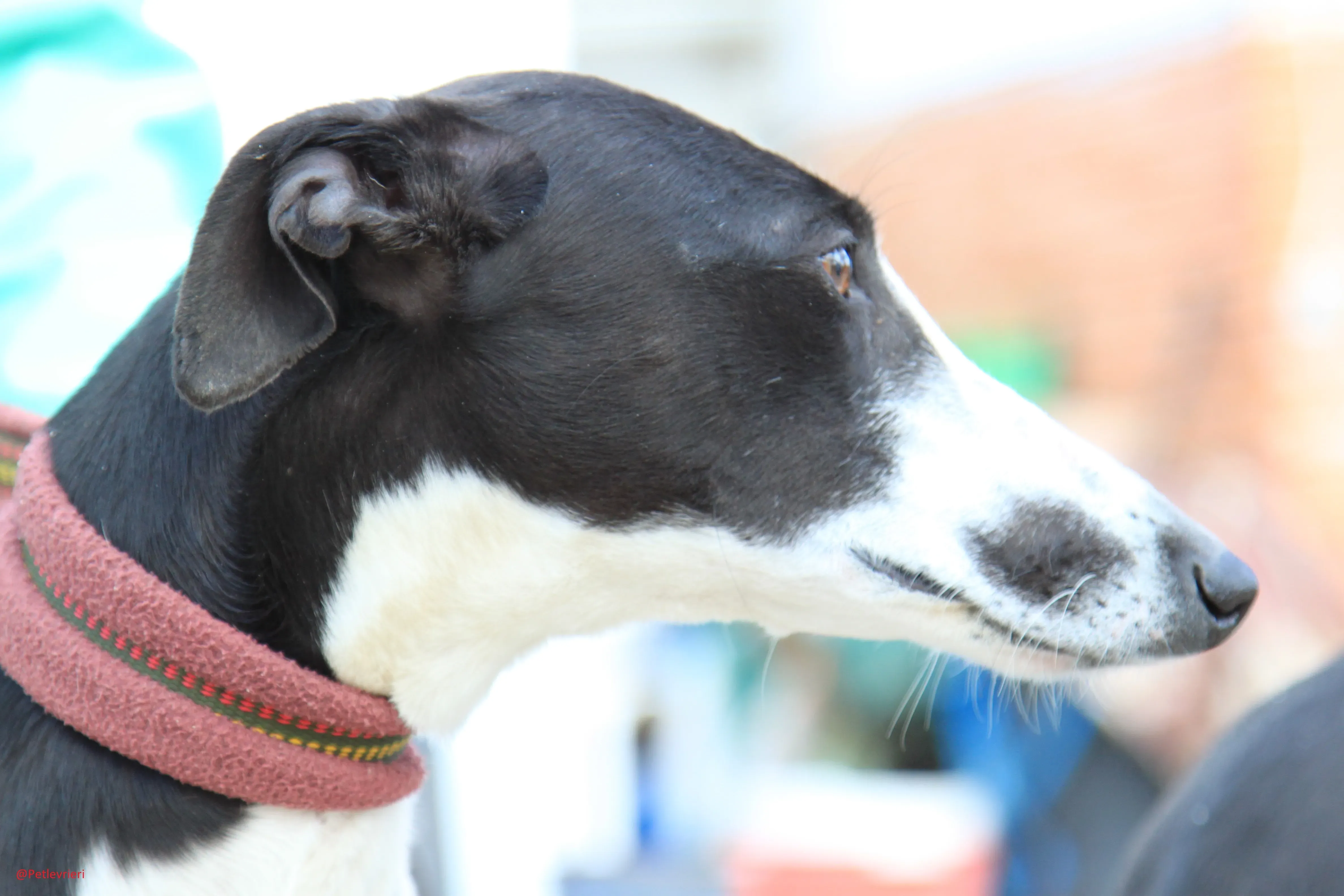 Romana adozione levrieri galgo 15