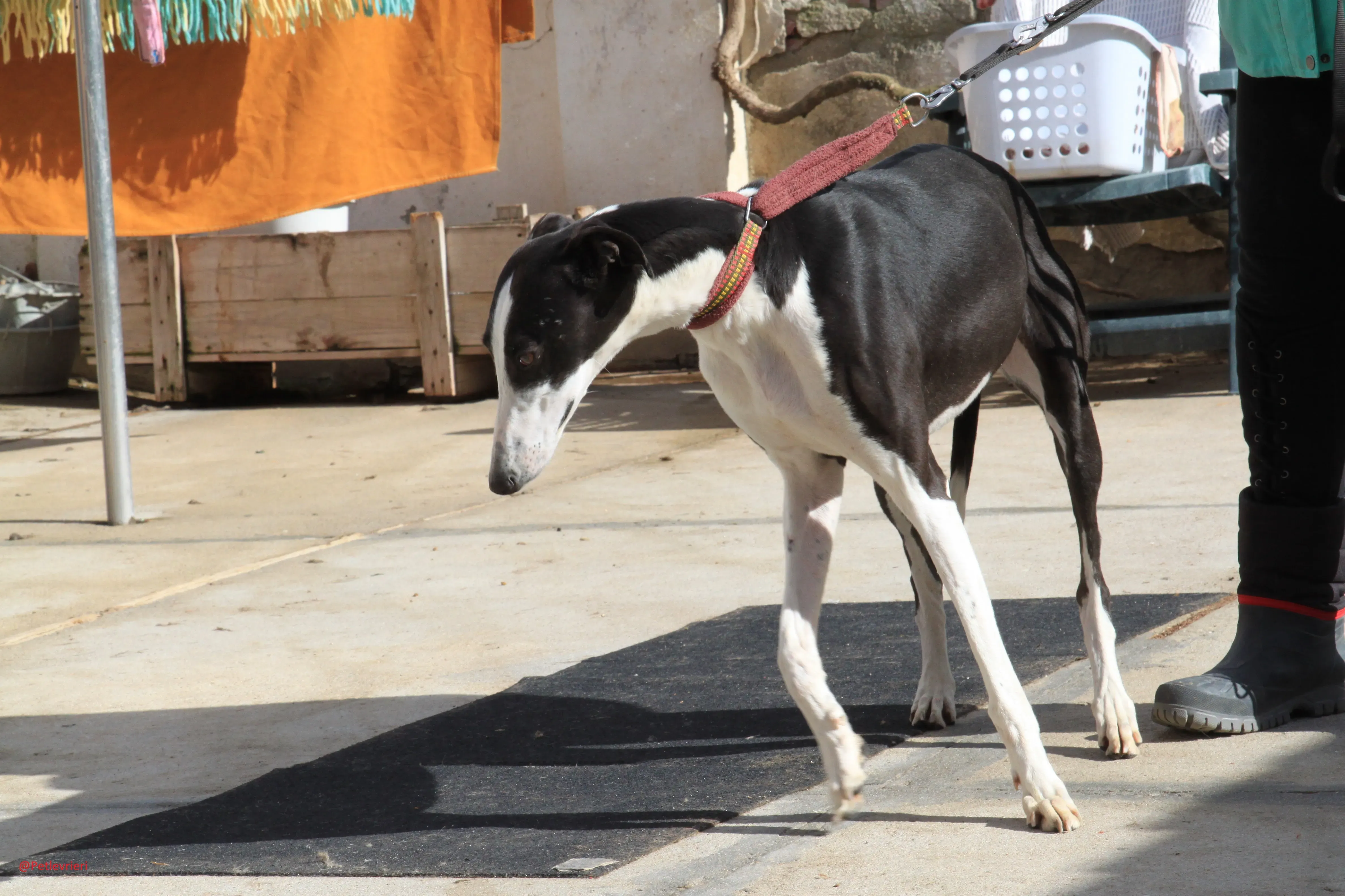 Romana adozione levrieri galgo 16