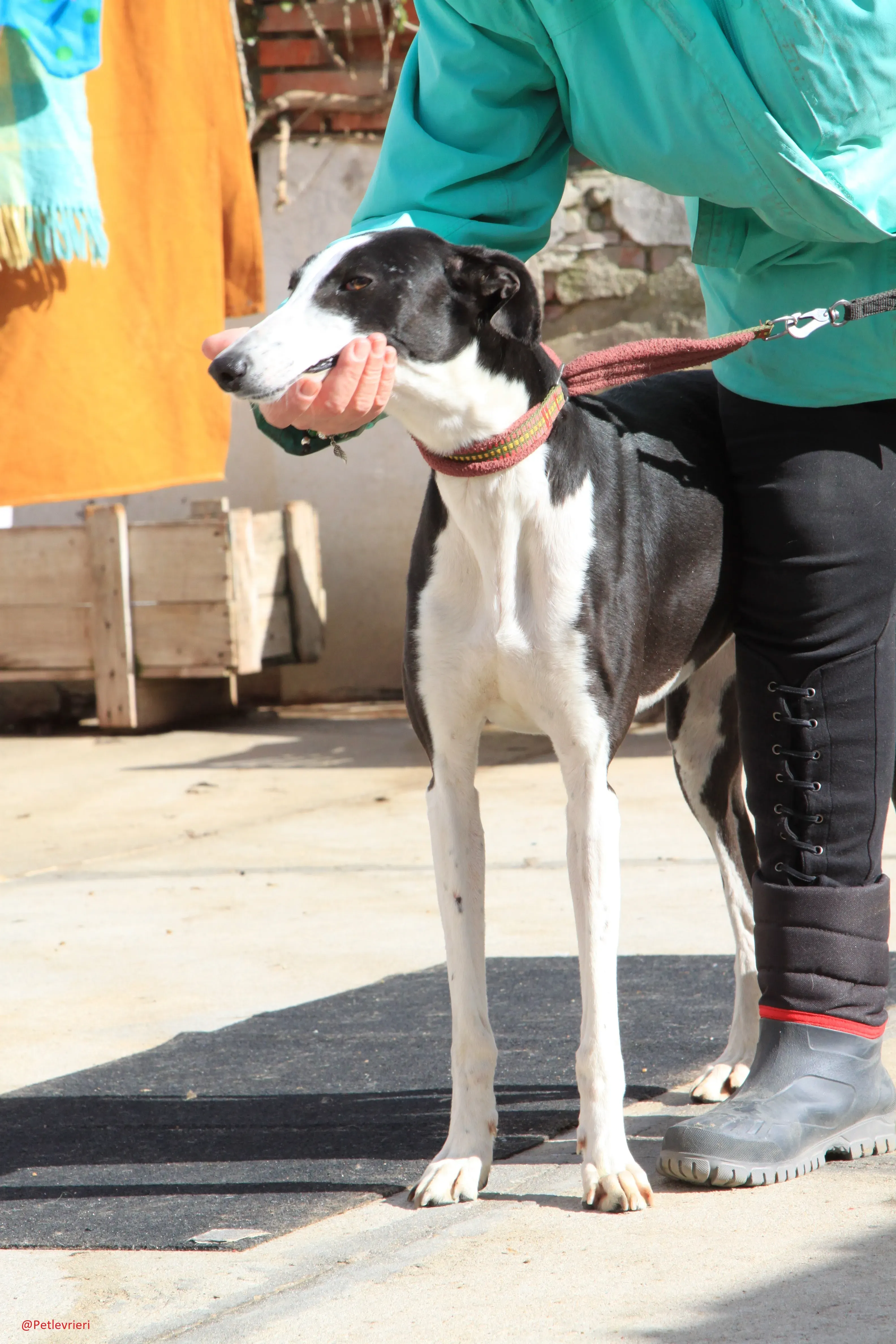 Romana adozione levrieri galgo 17