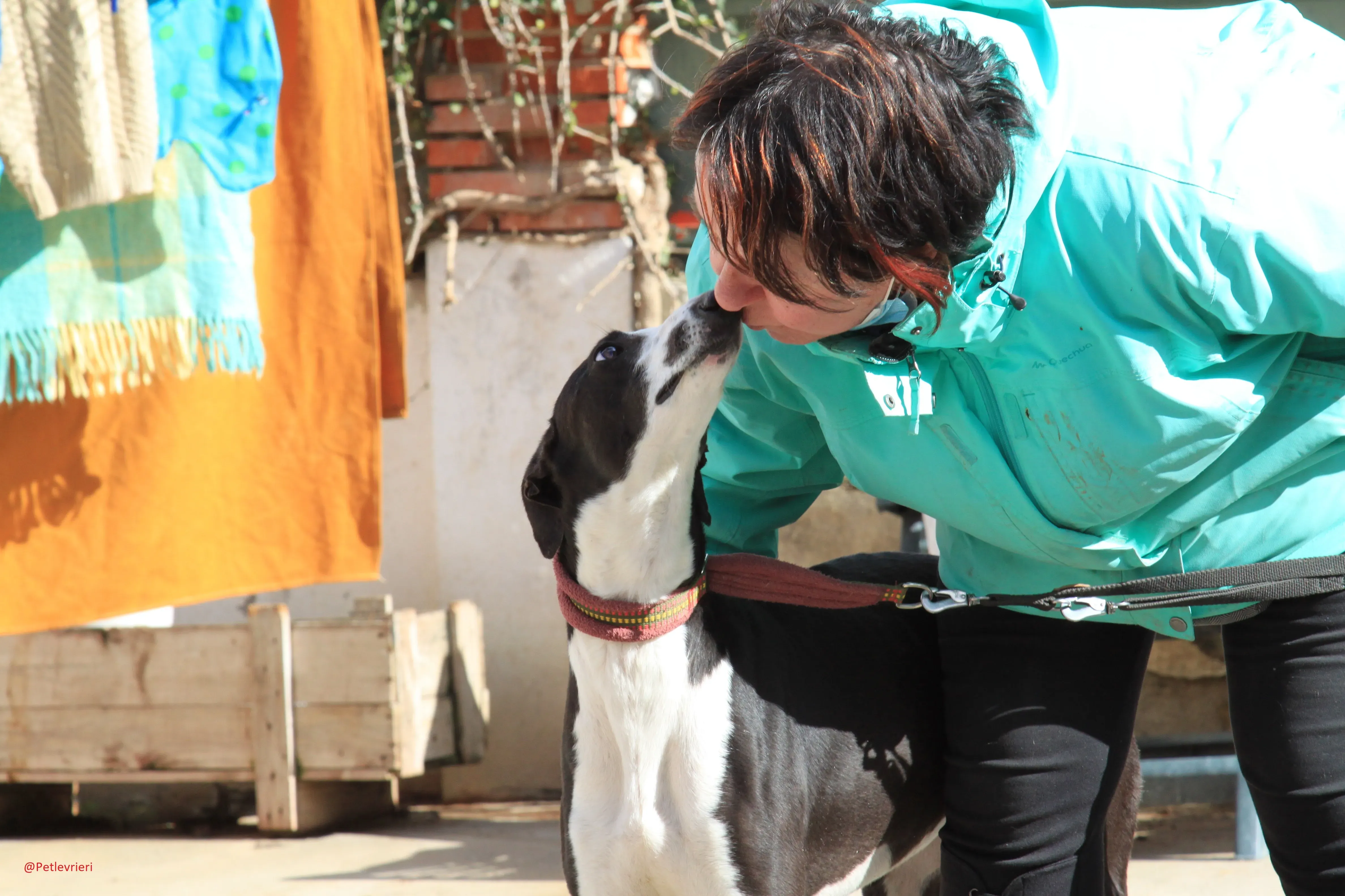 Romana adozione levrieri galgo 18