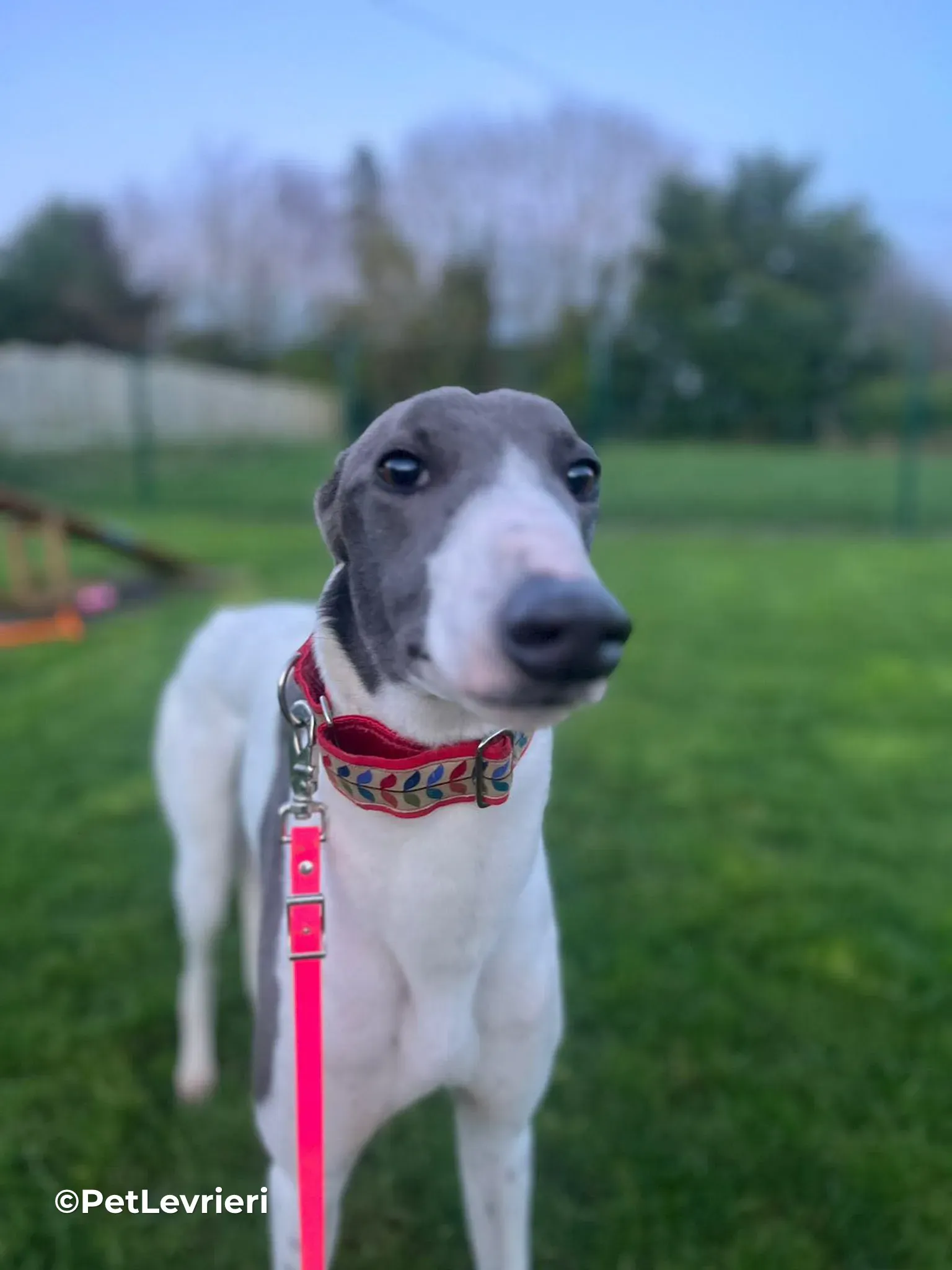 Romeo adozione greyhound 10