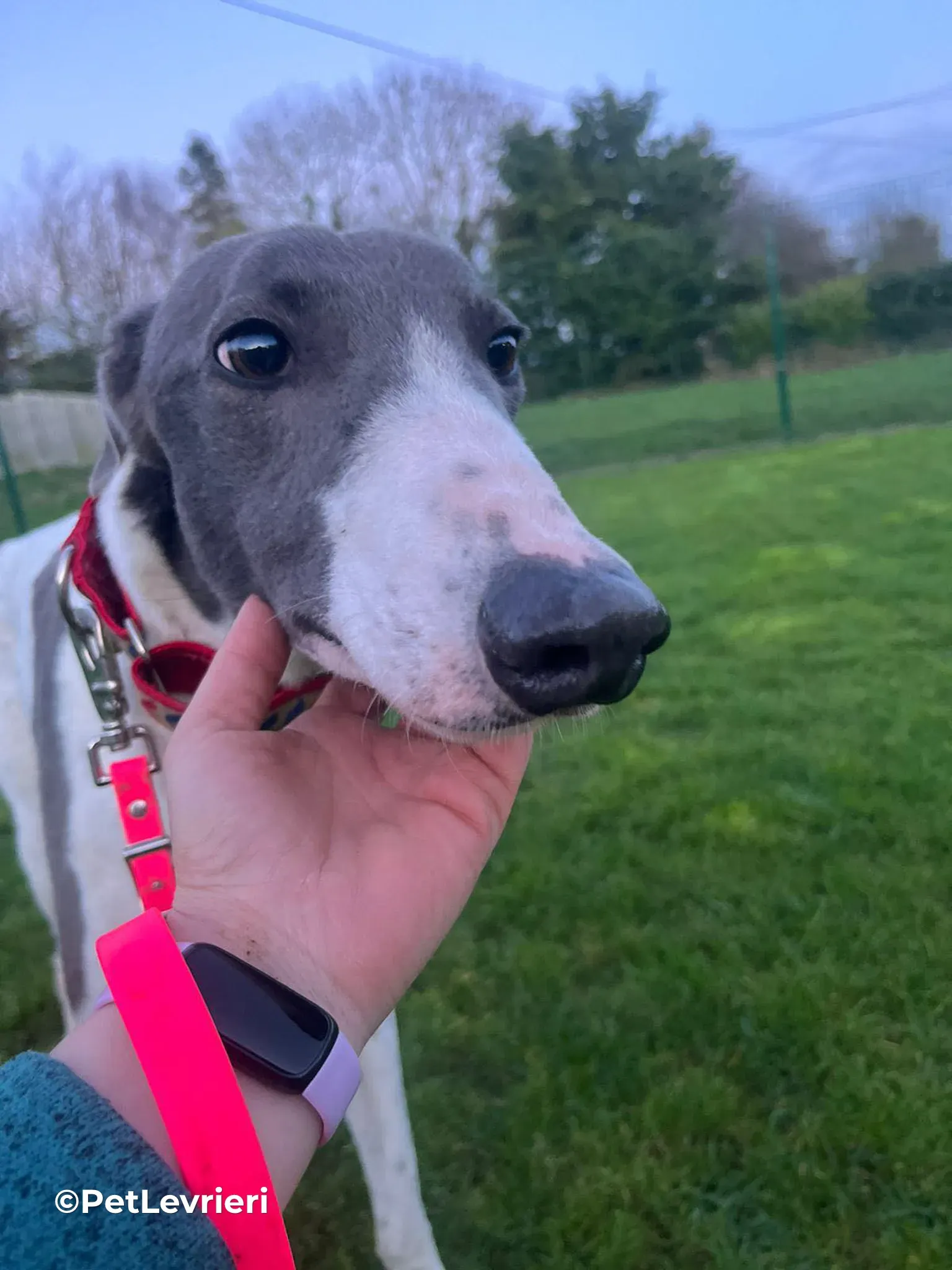 Romeo adozione greyhound 16