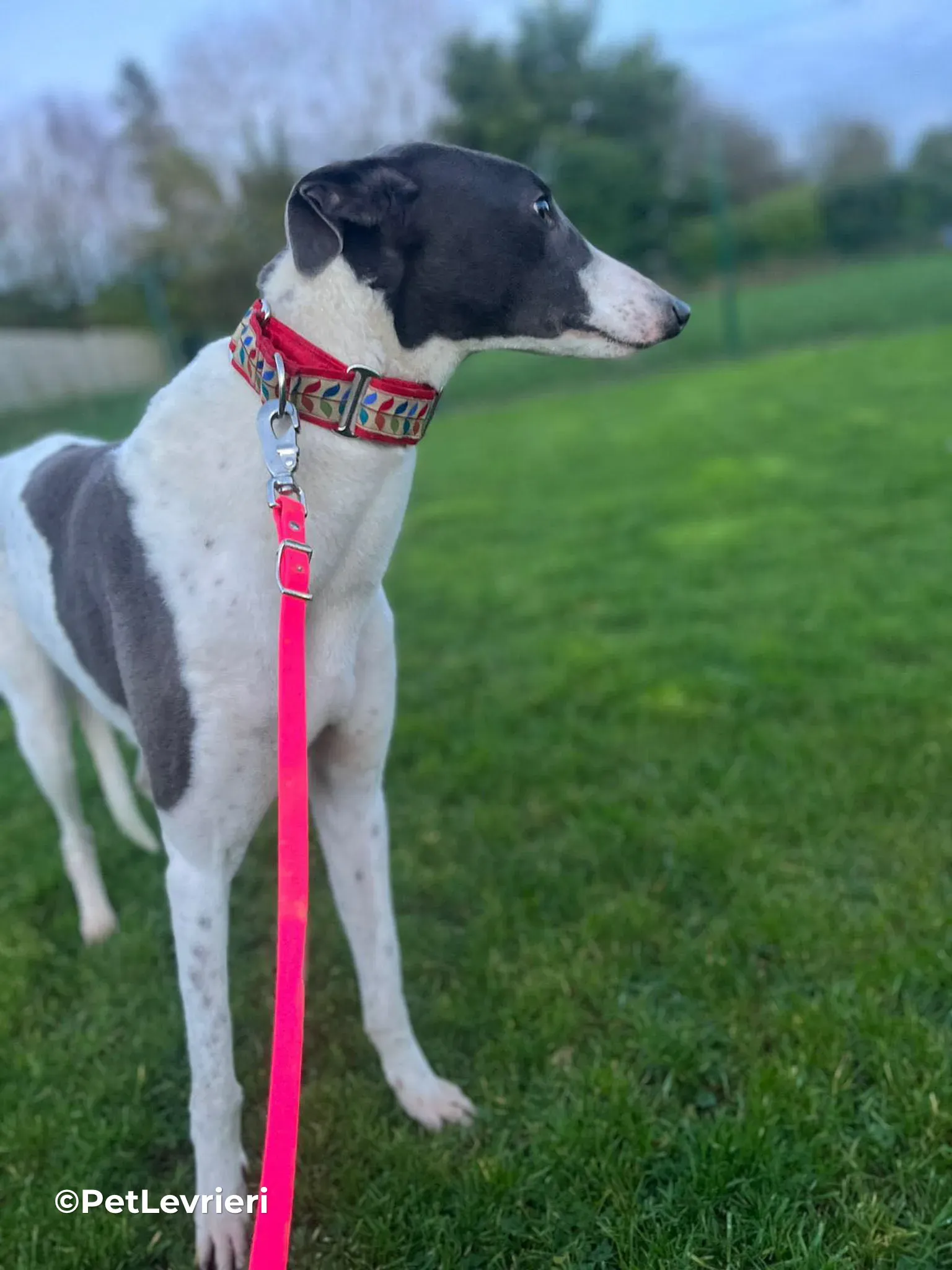 Romeo adozione greyhound 17