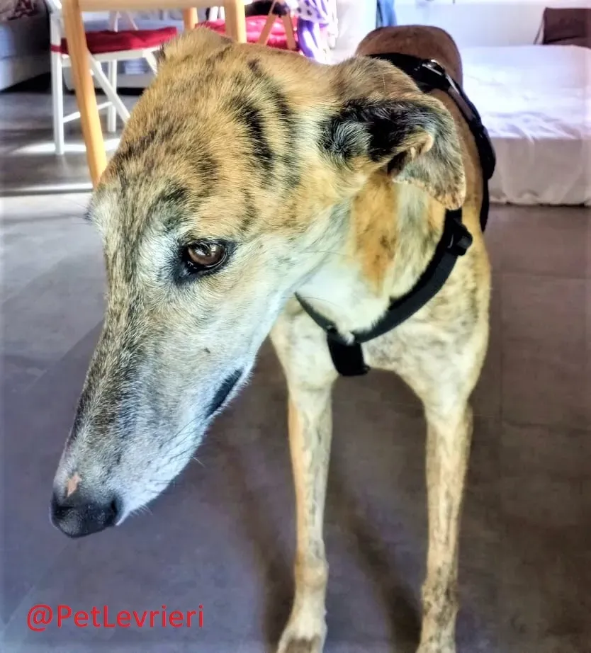 Ronaldo adozione levrieri galgo 20 2