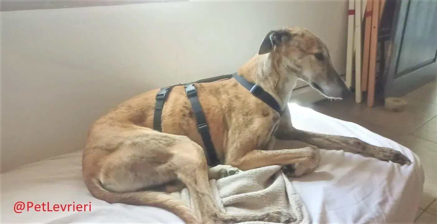 Ronaldo adozione levrieri galgo 21 2