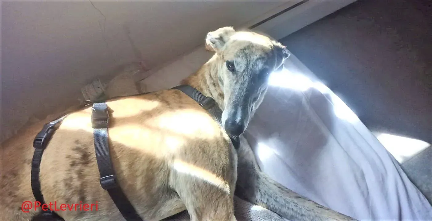 Ronaldo adozione levrieri galgo 22 2