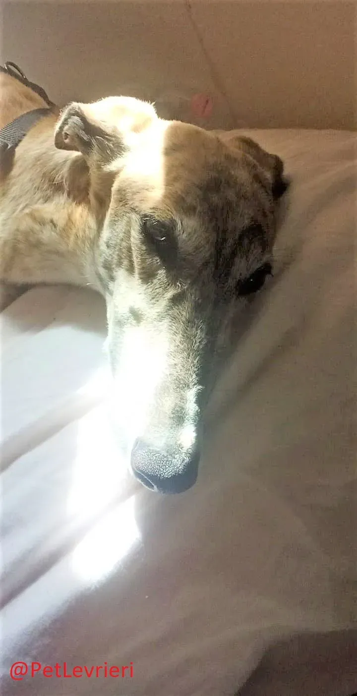 Ronaldo adozione levrieri galgo 23 2