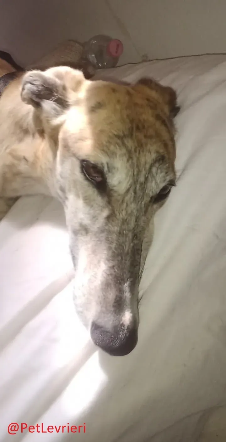 Ronaldo adozione levrieri galgo 24