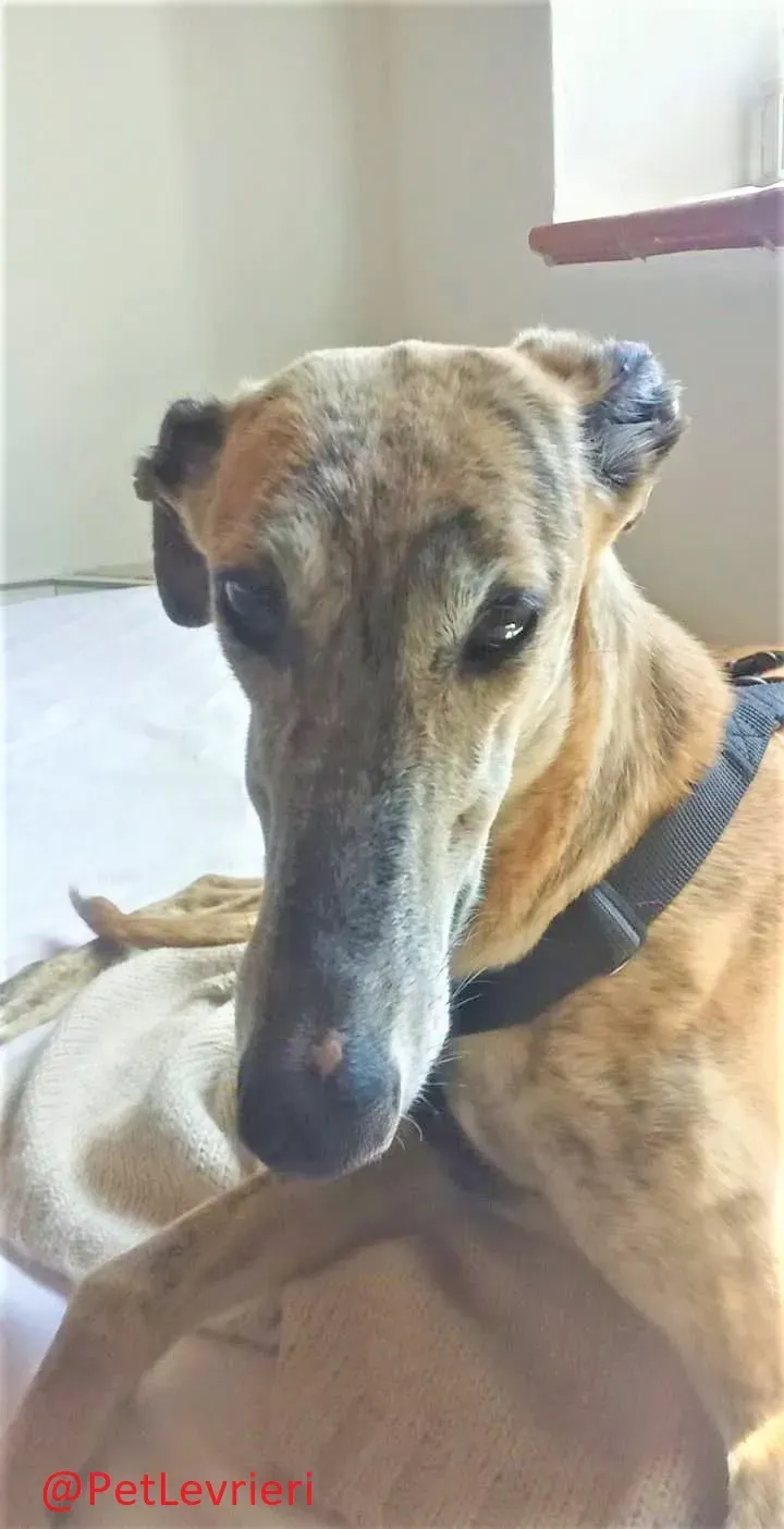 Ronaldo adozione levrieri galgo 25 2