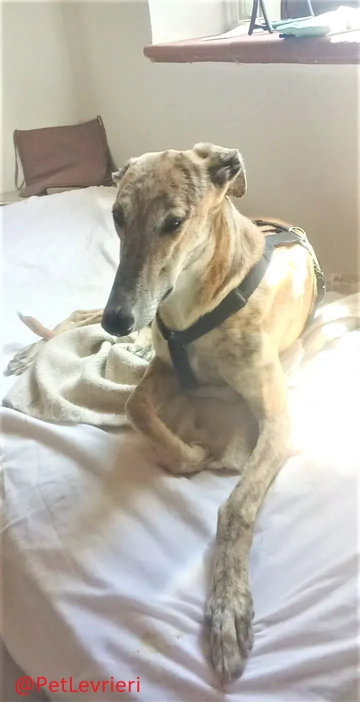 Ronaldo adozione levrieri galgo 26 2