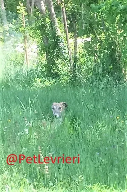 Ronaldo adozione levrieri galgo 30 2
