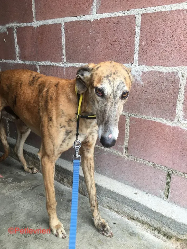 Ronaldo adozione levrieri galgo1