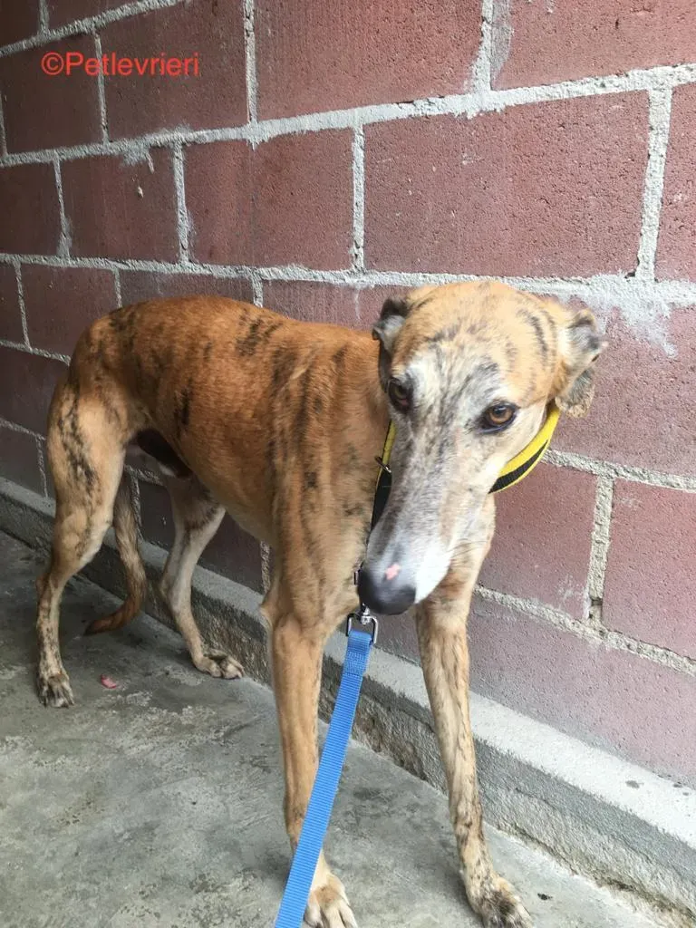 Ronaldo adozione levrieri galgo2