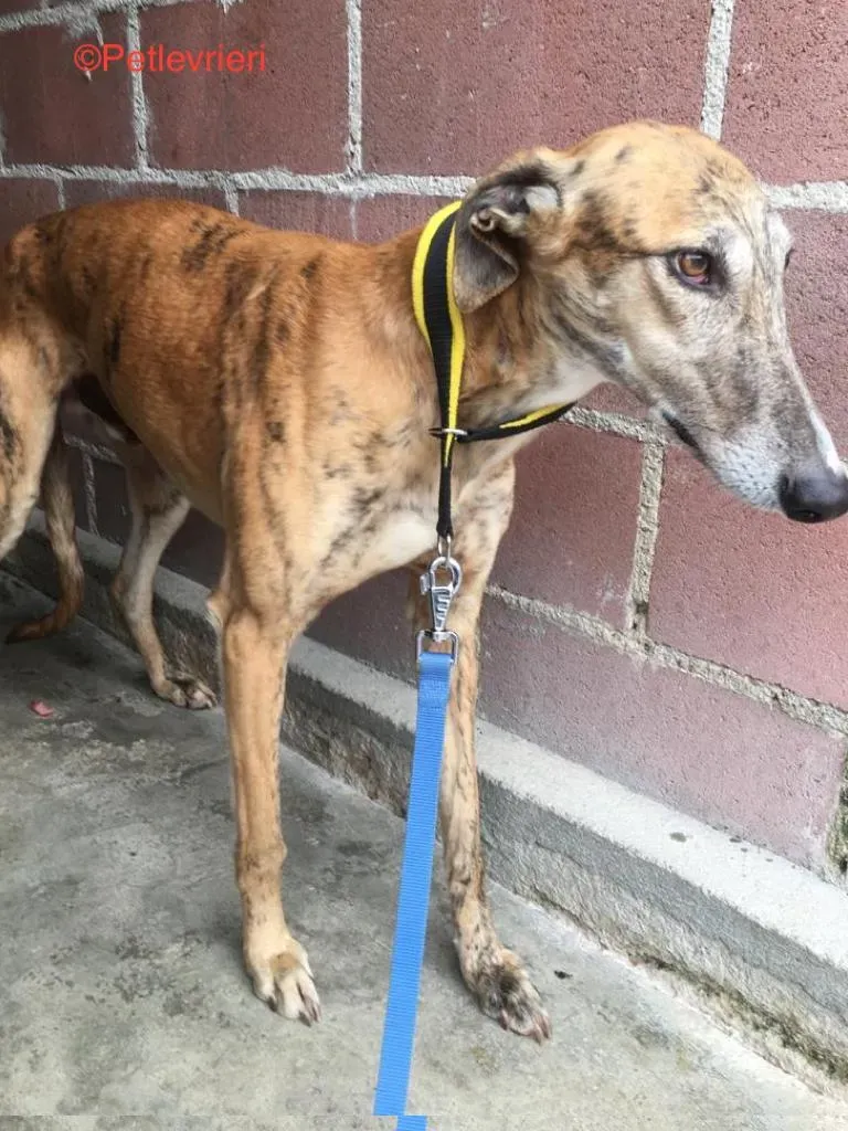 Ronaldo adozione levrieri galgo3