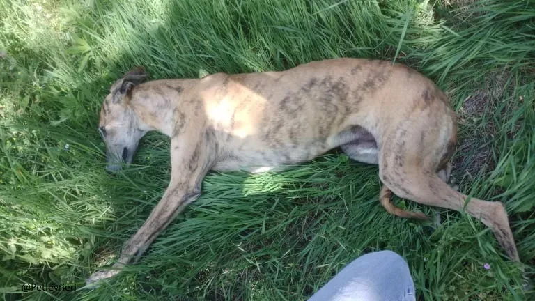 Ronaldo galgo adozione levrieri fosterhome 1