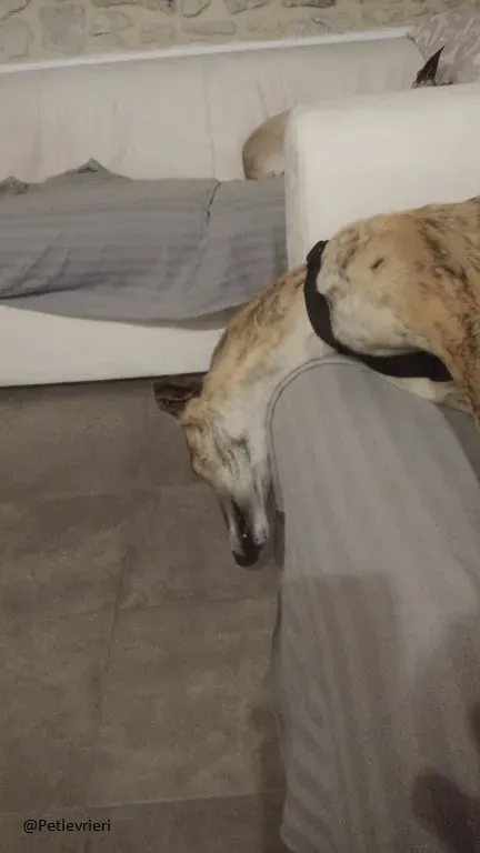 Ronaldo galgo adozione levrieri fosterhome 2