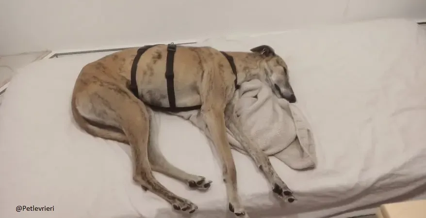 Ronaldo galgo adozione levrieri fosterhome 3