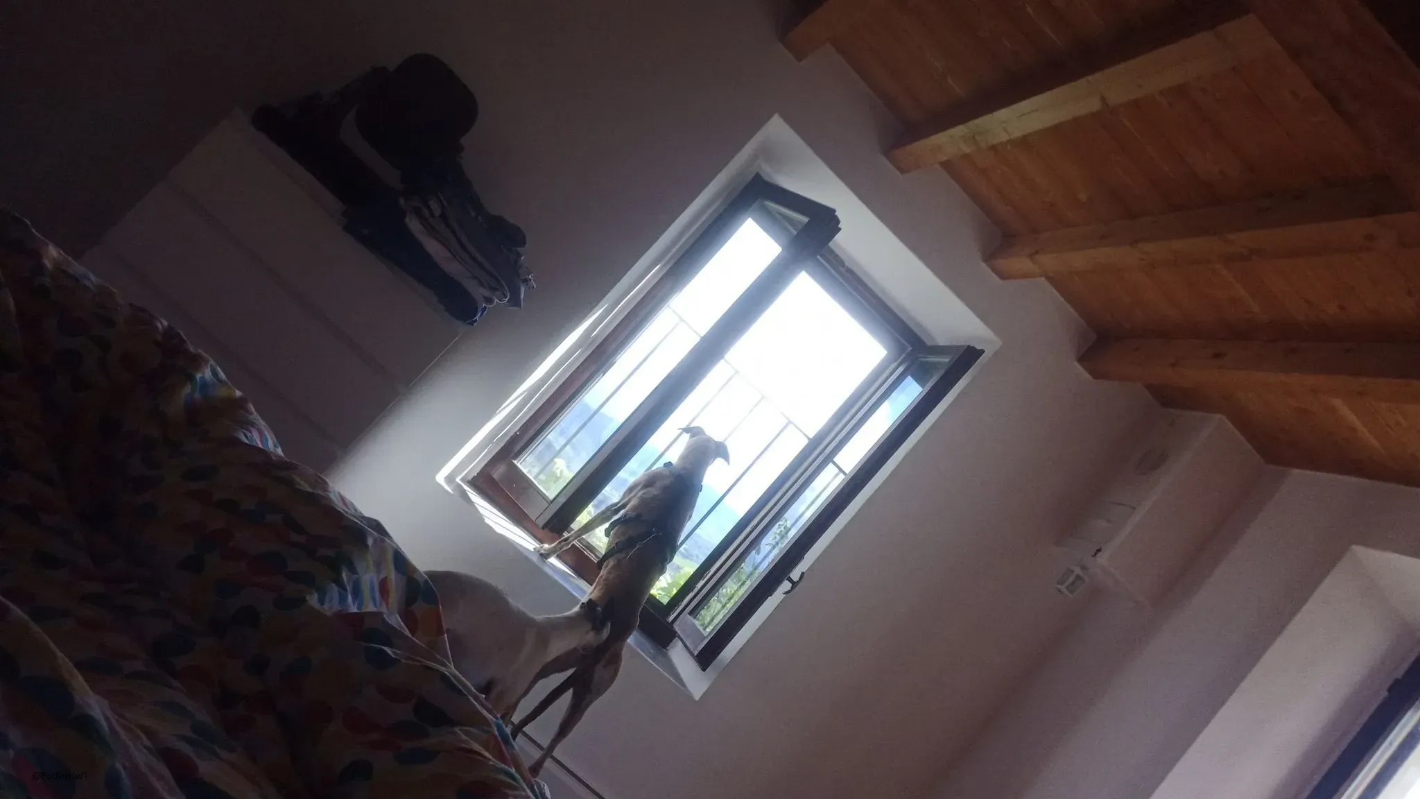 Ronaldo galgo adozione levrieri fosterhome 4